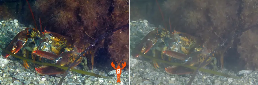 Before & after image using MIT LOBSTgER Project image-to-image models.